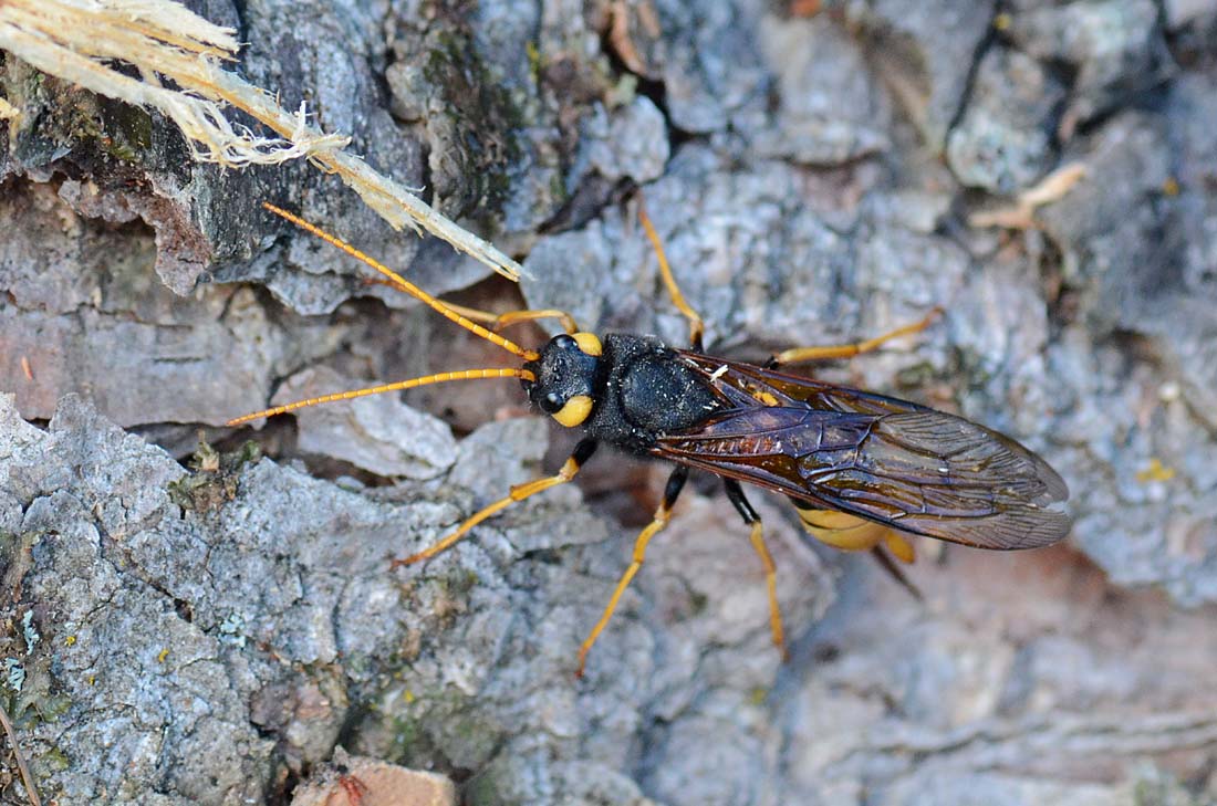 Urocerus gigas in deposizione